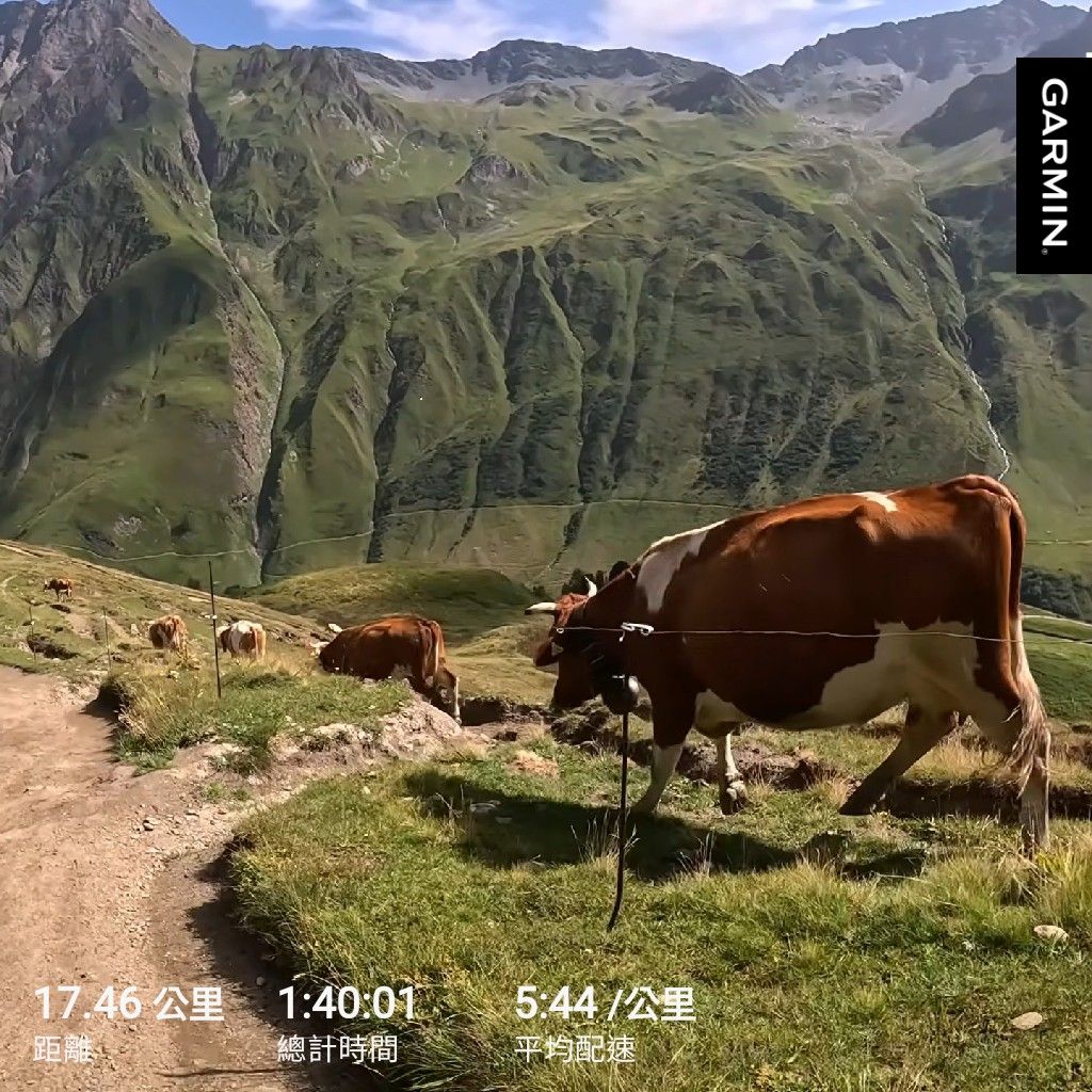 環白朗峰路線：跑著跑著遇到牛，而且牛鈴「非常吵」