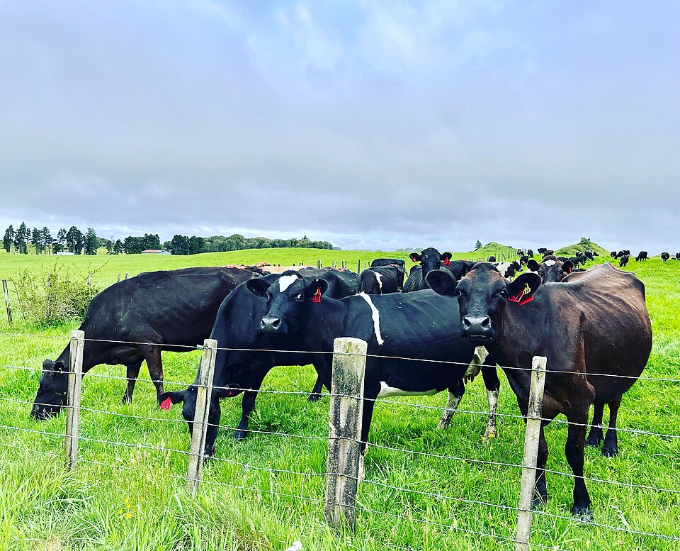 紐西蘭 Rotorua 乳牛